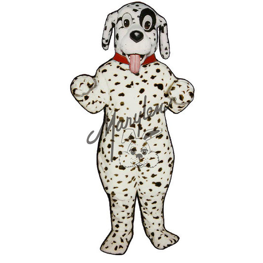 Cute Dalmatian With Collar