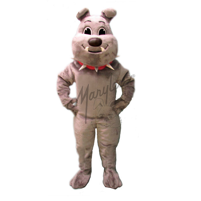 Tuffy Bulldog With Collar